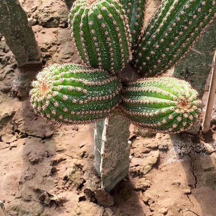 美*姐金妞紫罗兰/脱土脱盆20包邮/