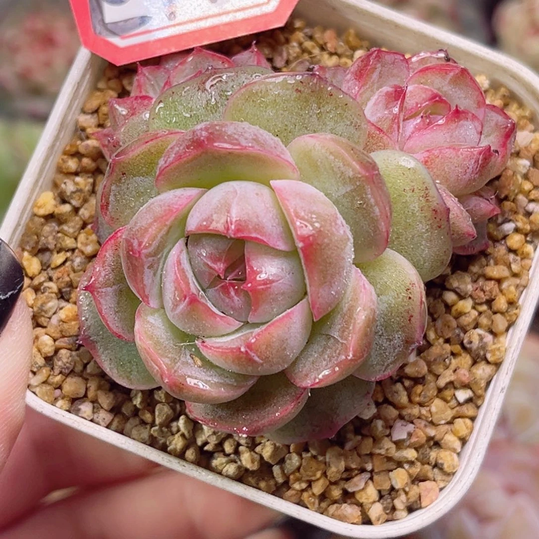 E742 一物一拍 冰唇