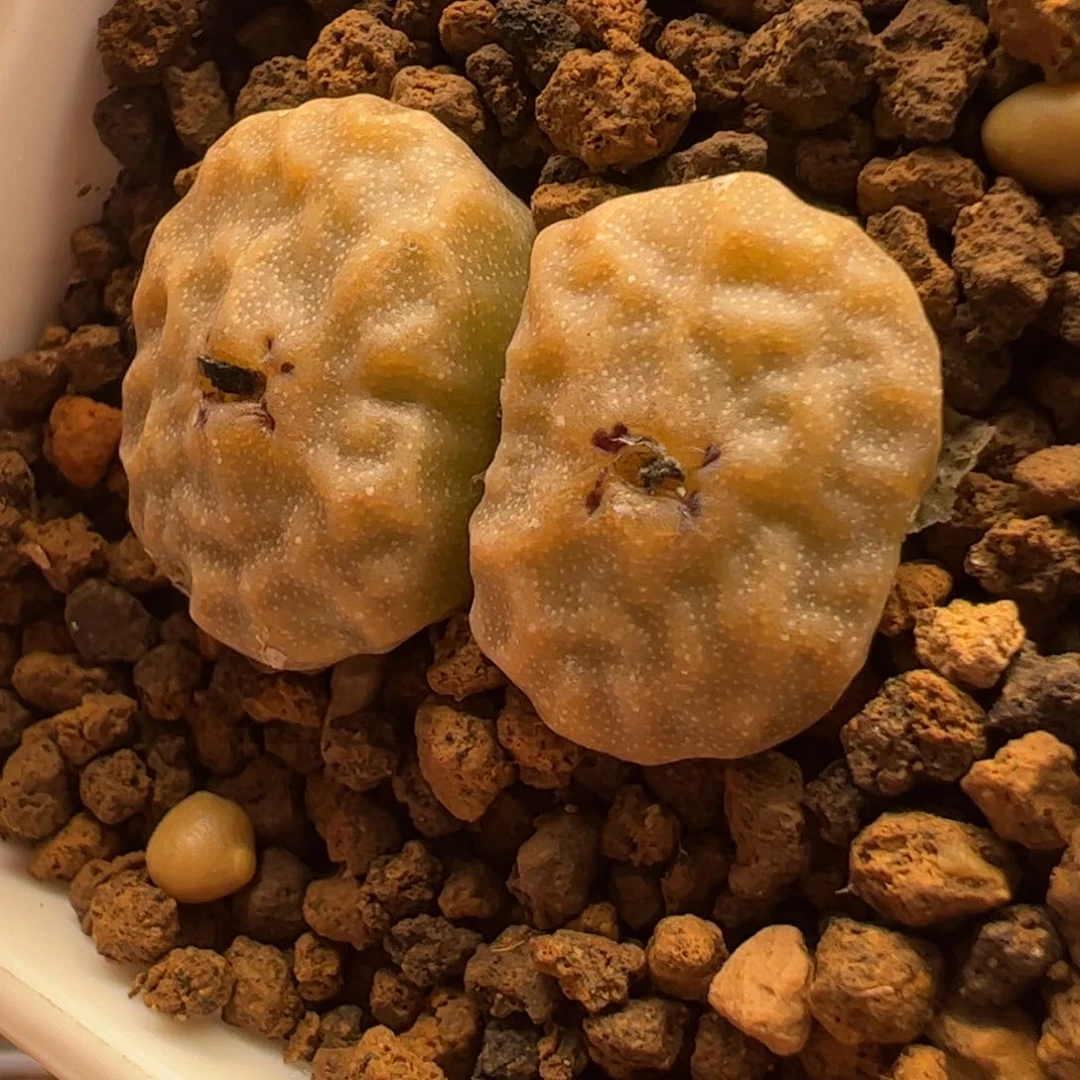 超烧多肉植物749