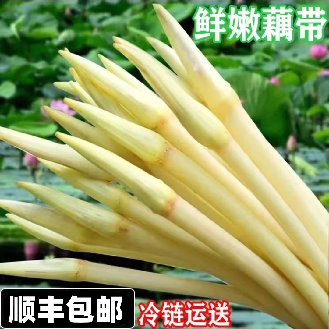 【顺丰】洪湖藕带特产新鲜嫩藕尖脆嫩藕肠子藕苫可做泡椒藕带
