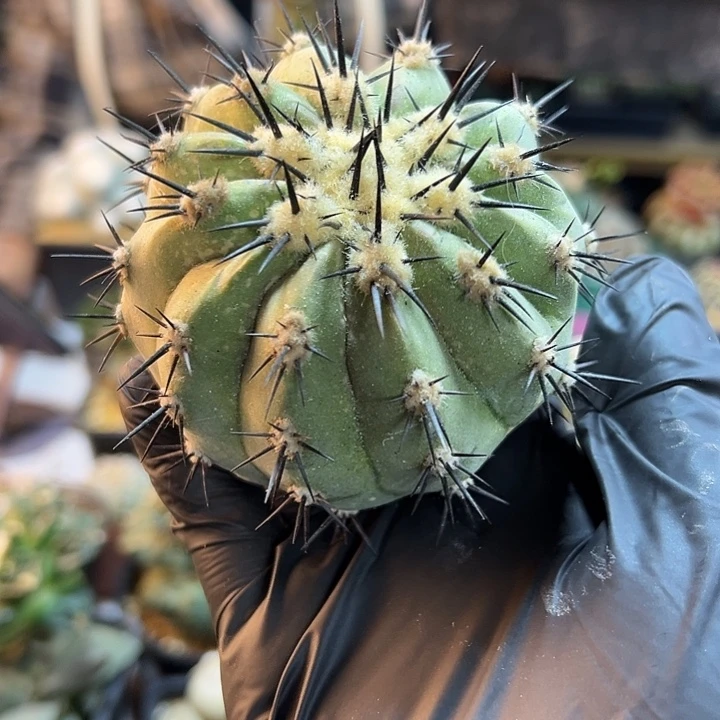 87号黑王无根含刺9公分小瑕疵