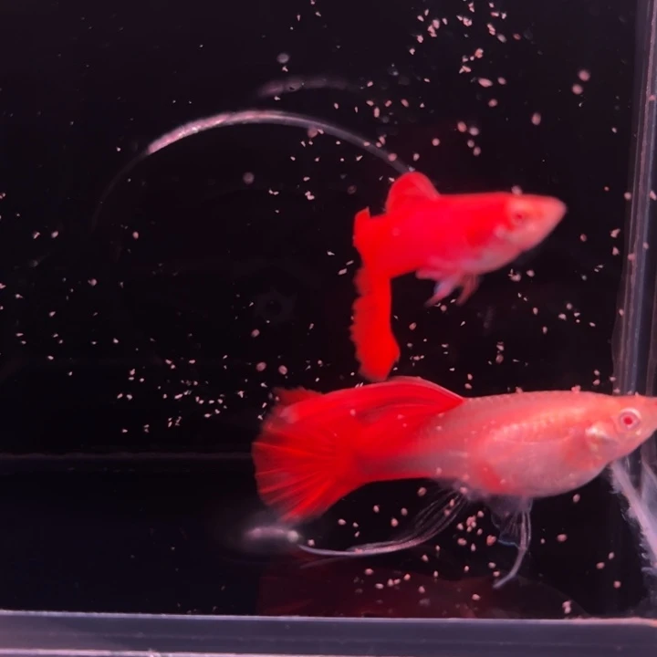 孔雀鱼血红绒球种鱼大C1对