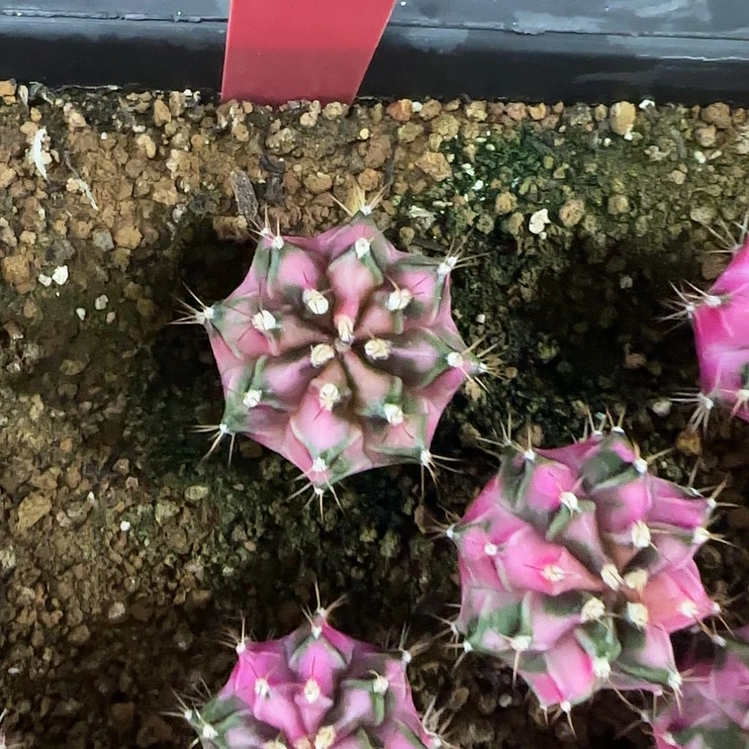 L712-0104泰国发货 粉钻