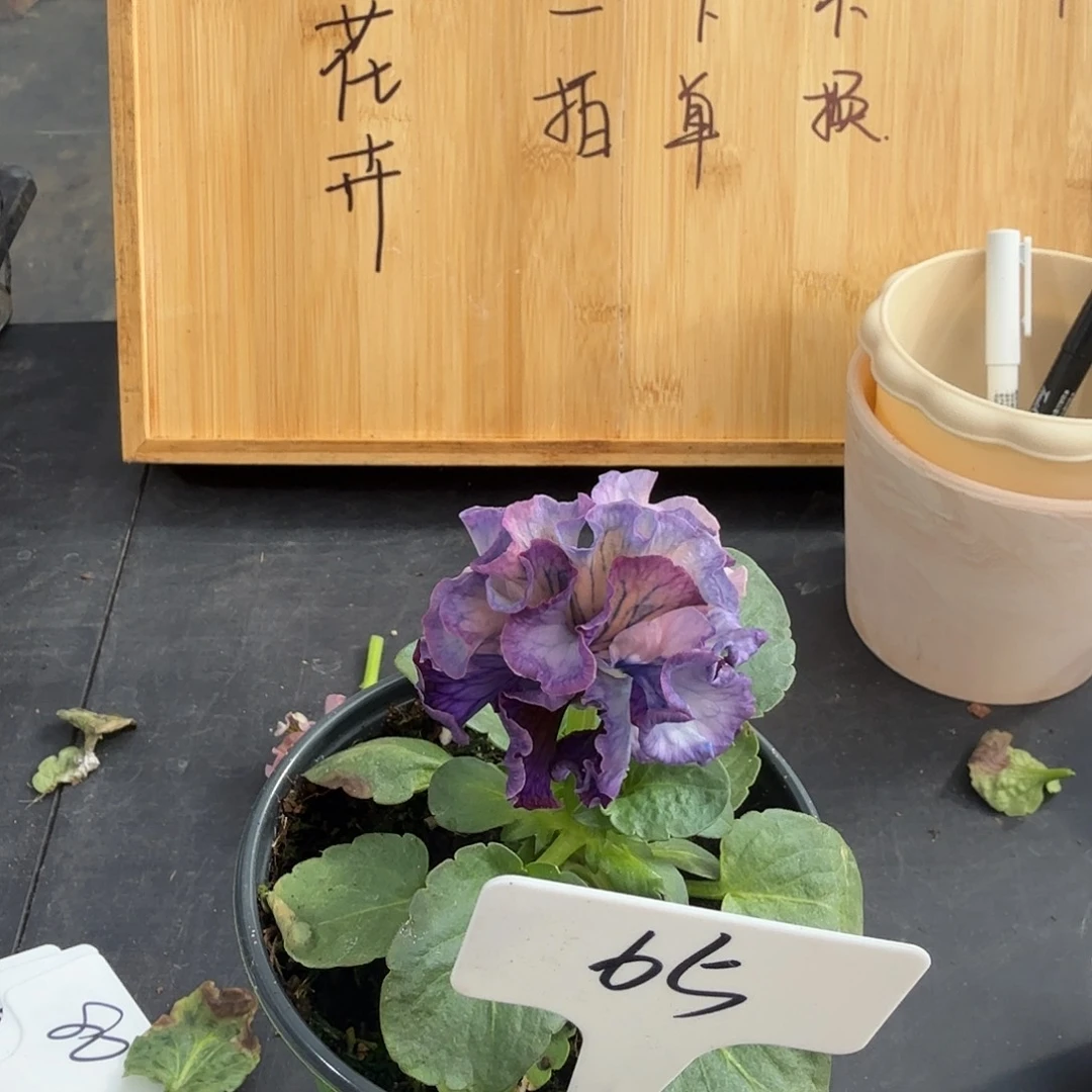 完全开放洛可可礼服65