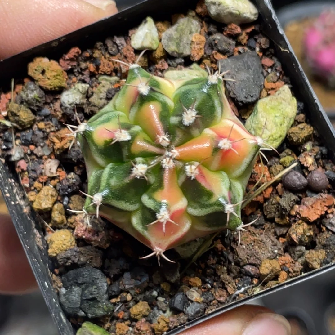 当前无花朵，栽培后可花朵黄臀虎斑锦