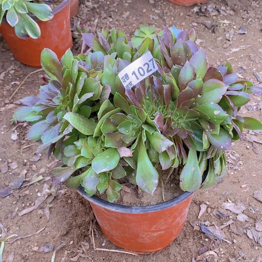 1027 号一物一拍多肉植物