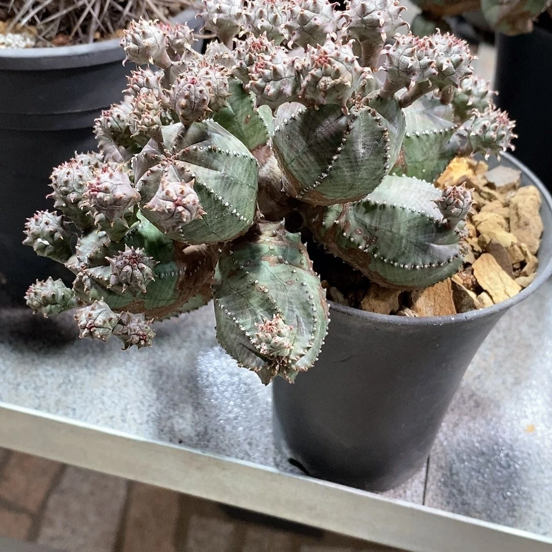 路*子吹布纹球群（补差价）