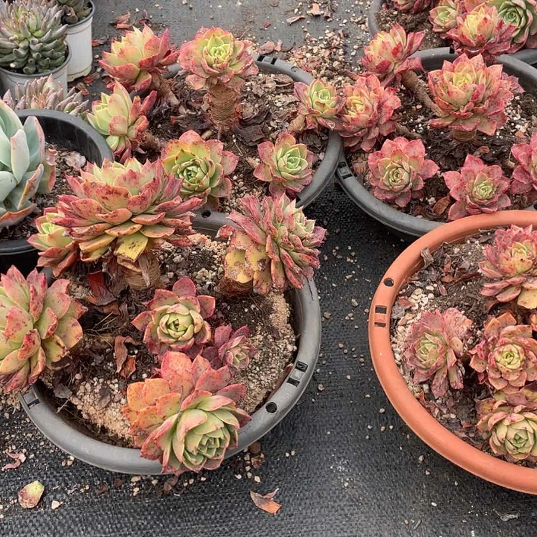 280盆贝拉5头起11.8米量拍多肉