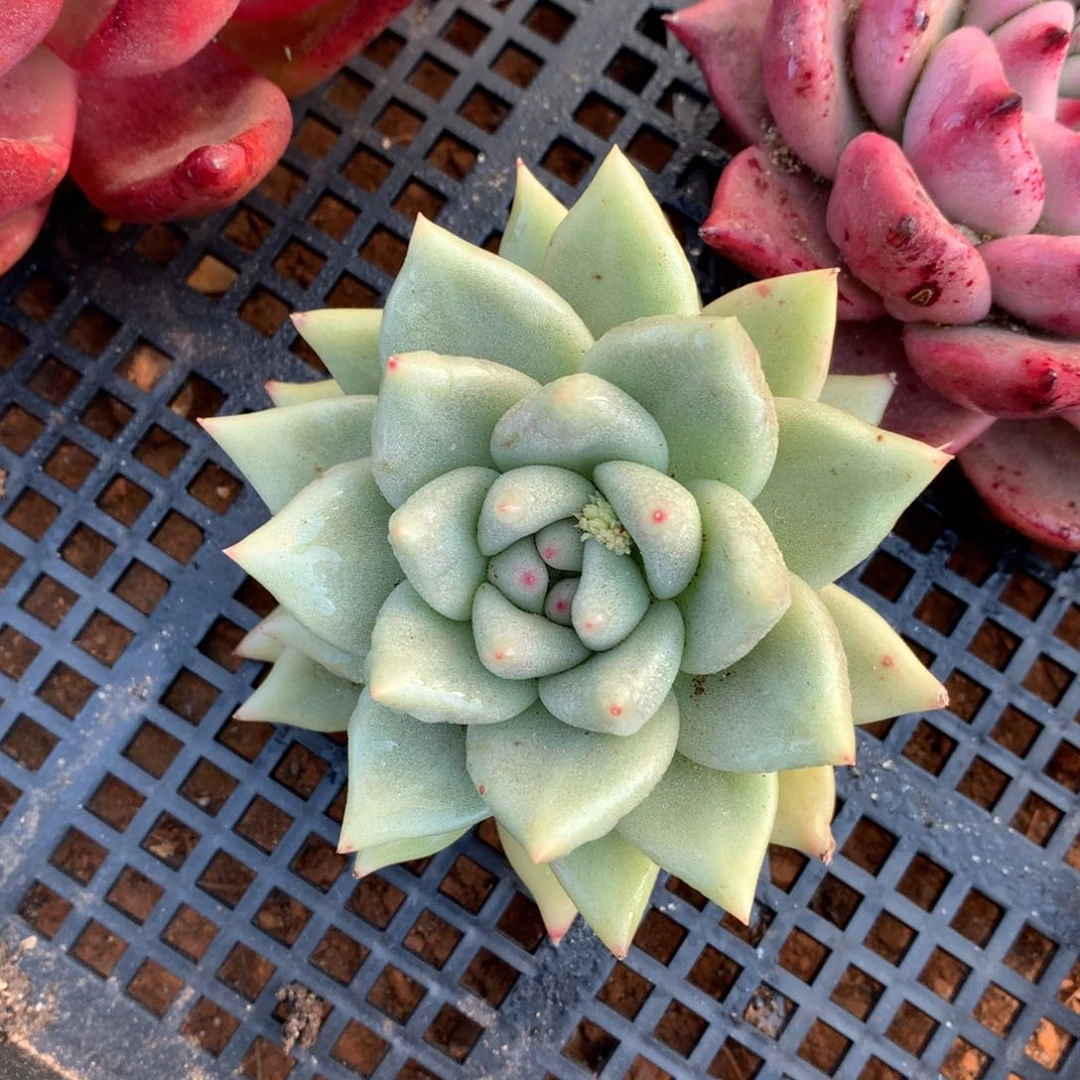 30包邮，断枝不包售后