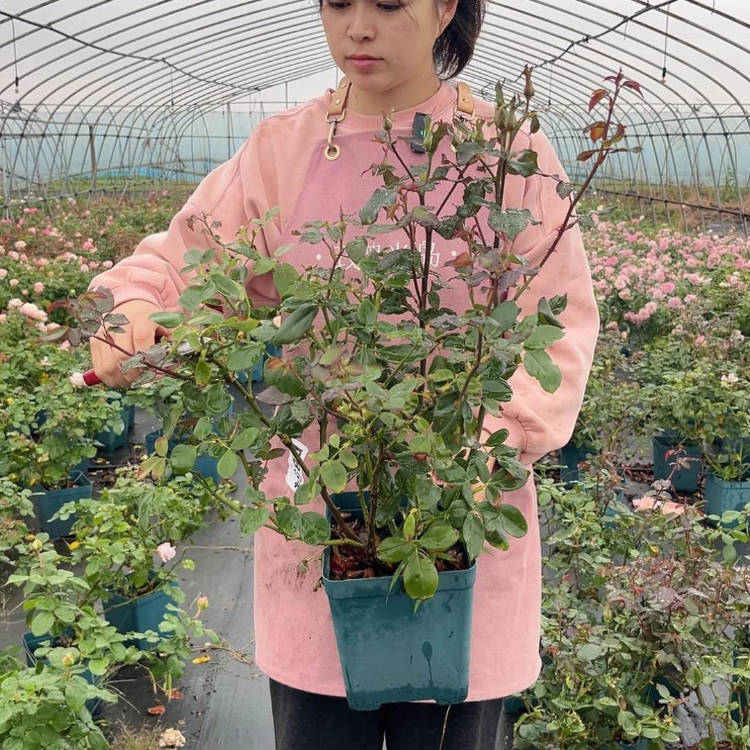 可可洛可1.5加仑扦插