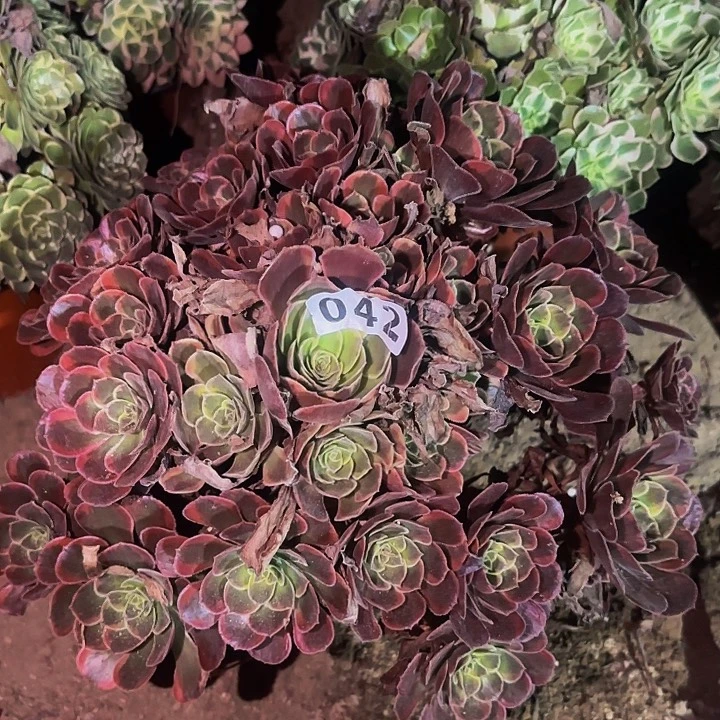 042水果糖多肉植物