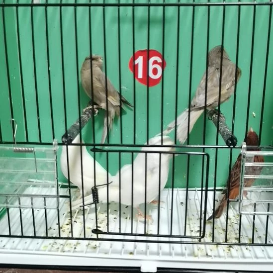 心***善虎皮鹦鹉白小格公一只