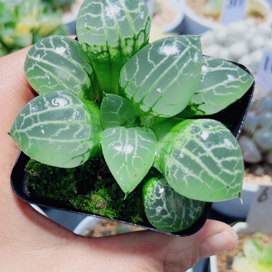 水晶康平多肉植物76666