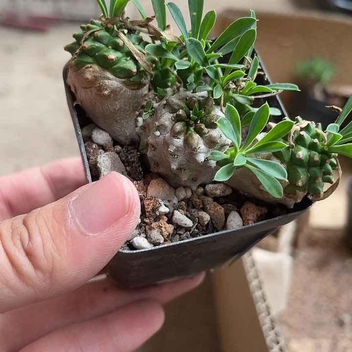 当前无花栽培后可以开花646仙人球植物植物