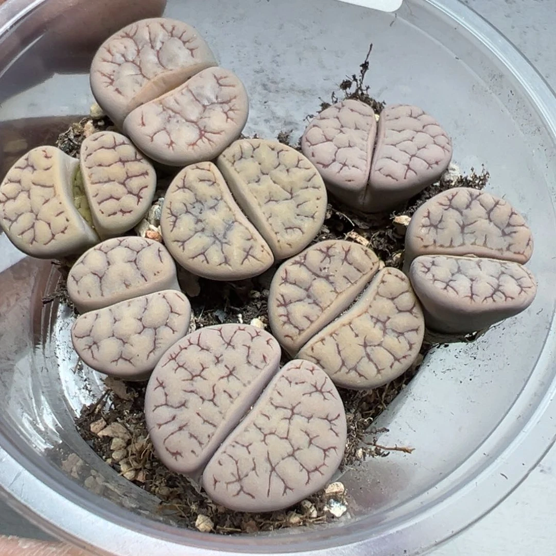 【闪购商品】 003。