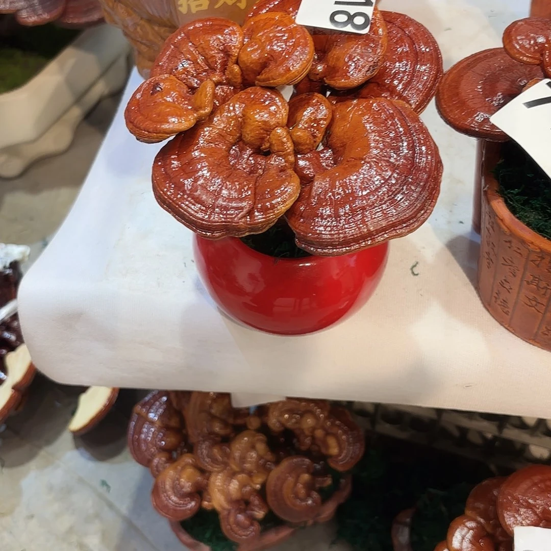 手***1无花朵灵芝588555555888888