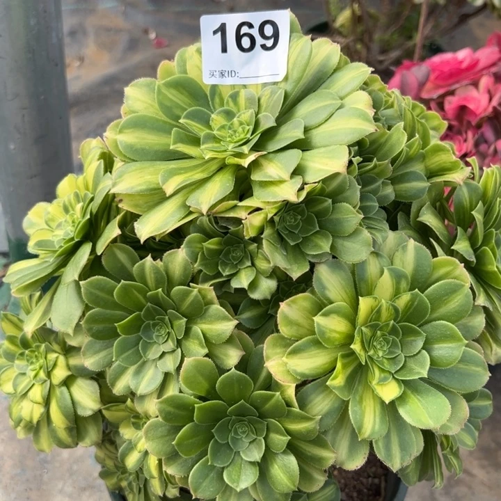 169翡翠琉璃多肉25厘米左右