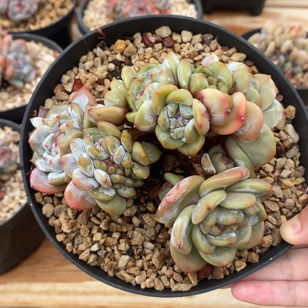 八头加缀小树绿底紫心