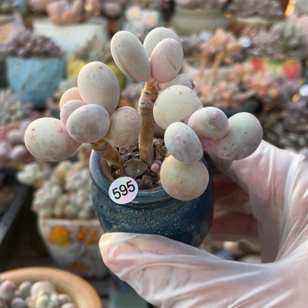 蛋黄奶酪多肉植物