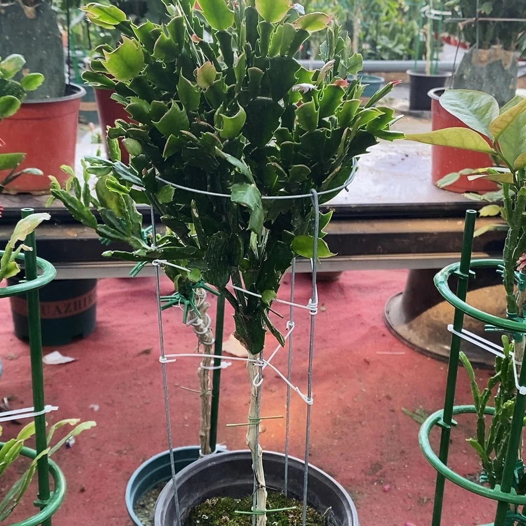 随***风无花朵福利款双色