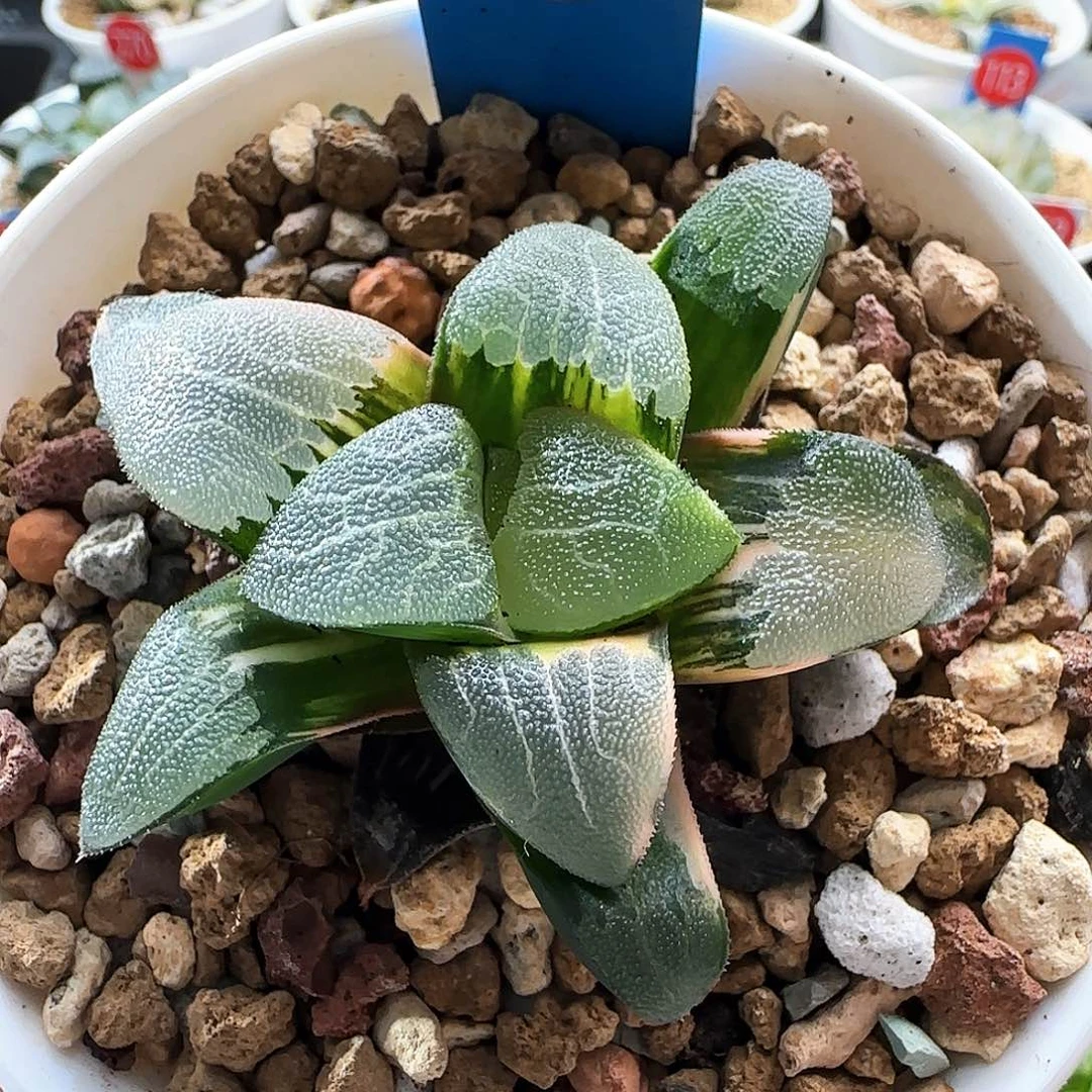 391号大久保克锦一物一拍带盆土