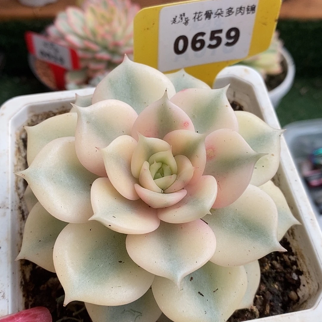 659贝加尔湖高高挂起