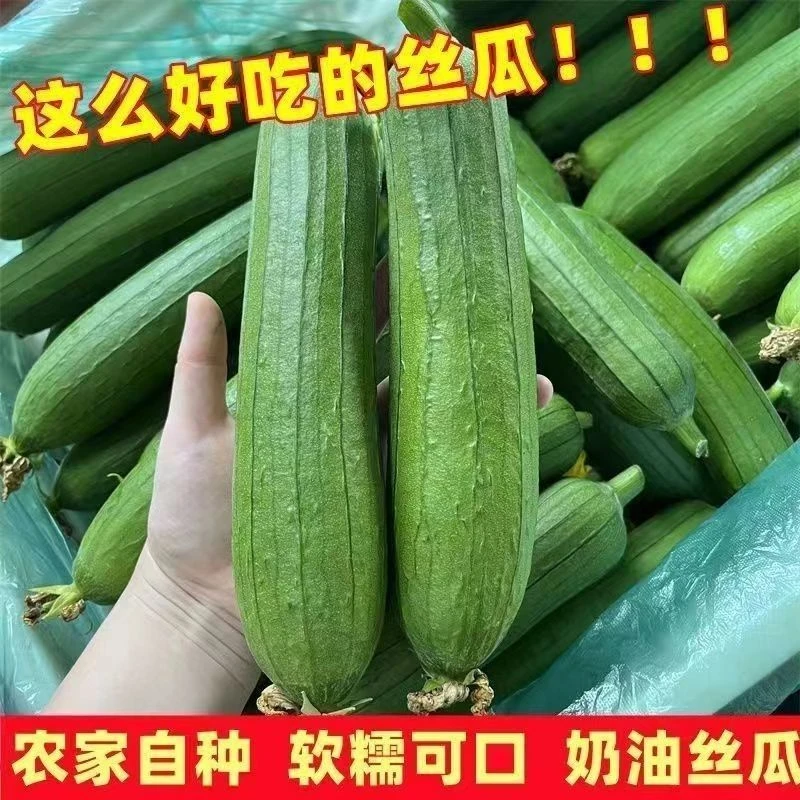 清凉双瓜组合！鲜嫩丝瓜+回甘苦瓜 清热解暑超值装