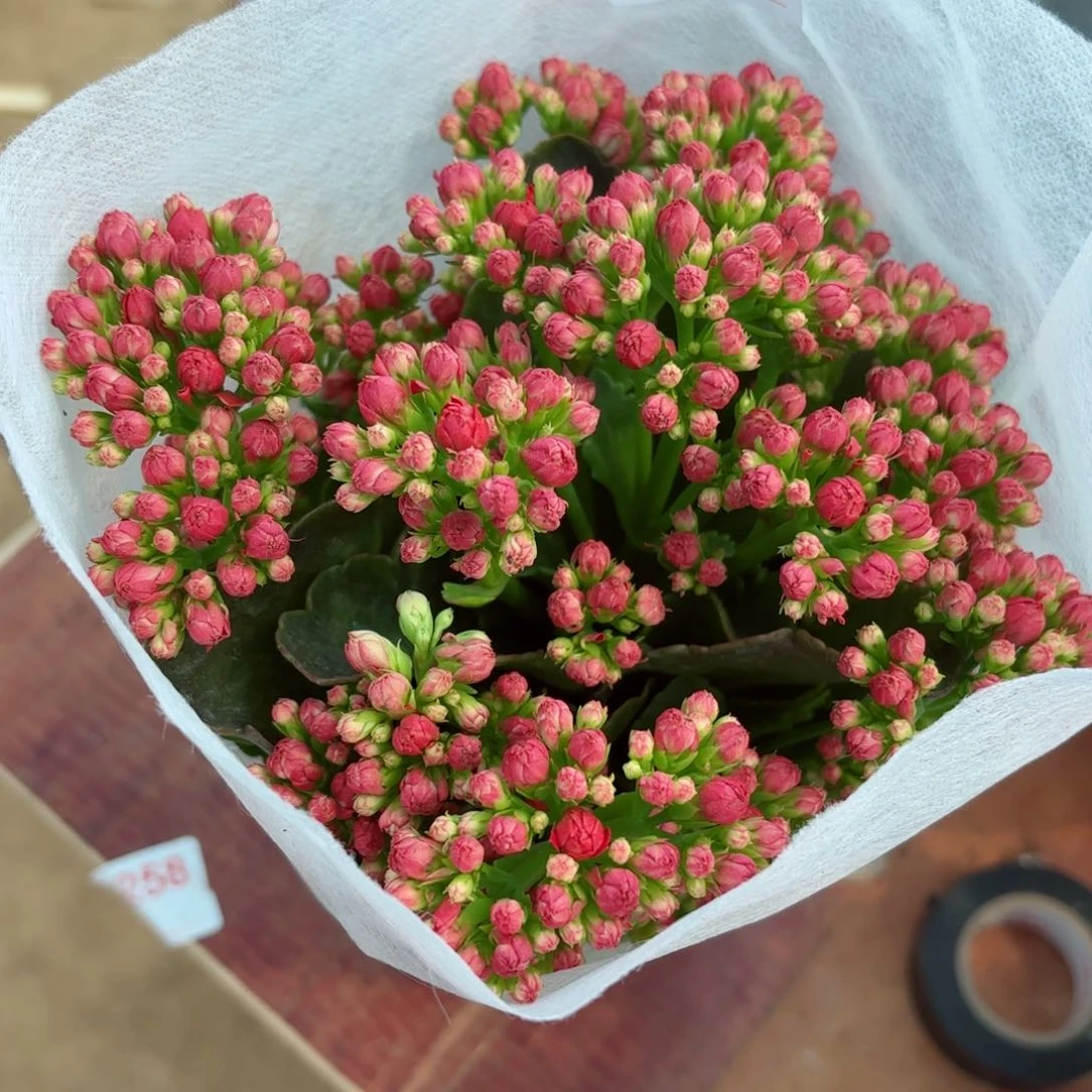 A432红狐狸长寿花一颗