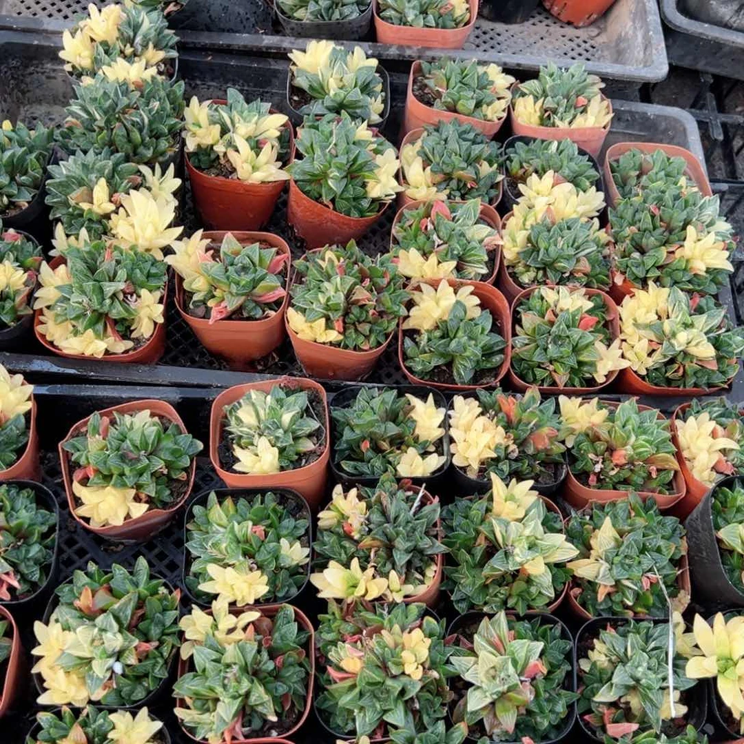 姬寿锦多肉植物一颗多肉