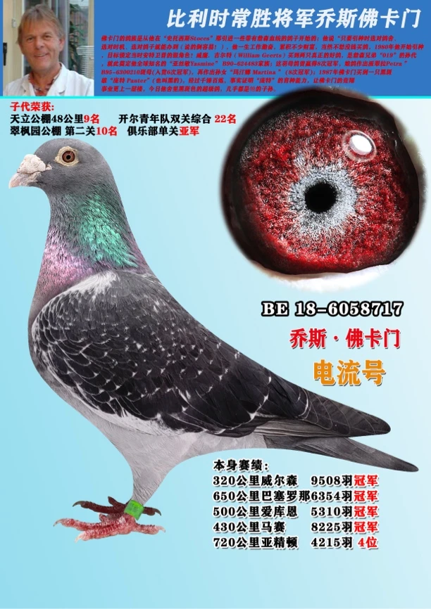 信鸽公棚成绩鸽原环种鸽血统鸽天落幼鸽