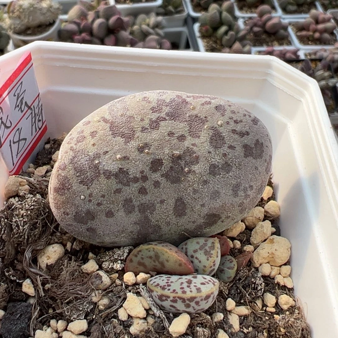 花蛋多肉植物水泡