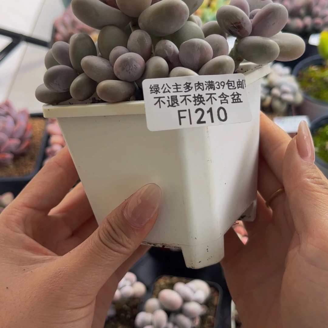 210-芭比奶 多肉13cm