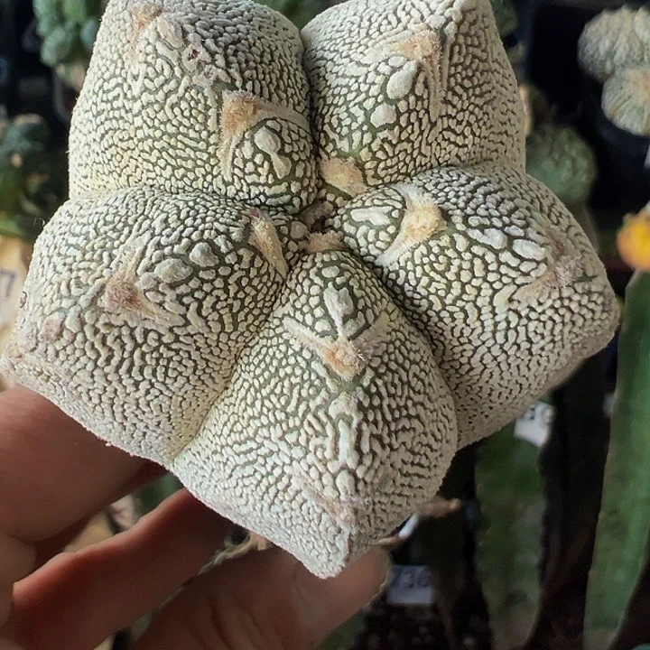 嗯中043仙人球开花