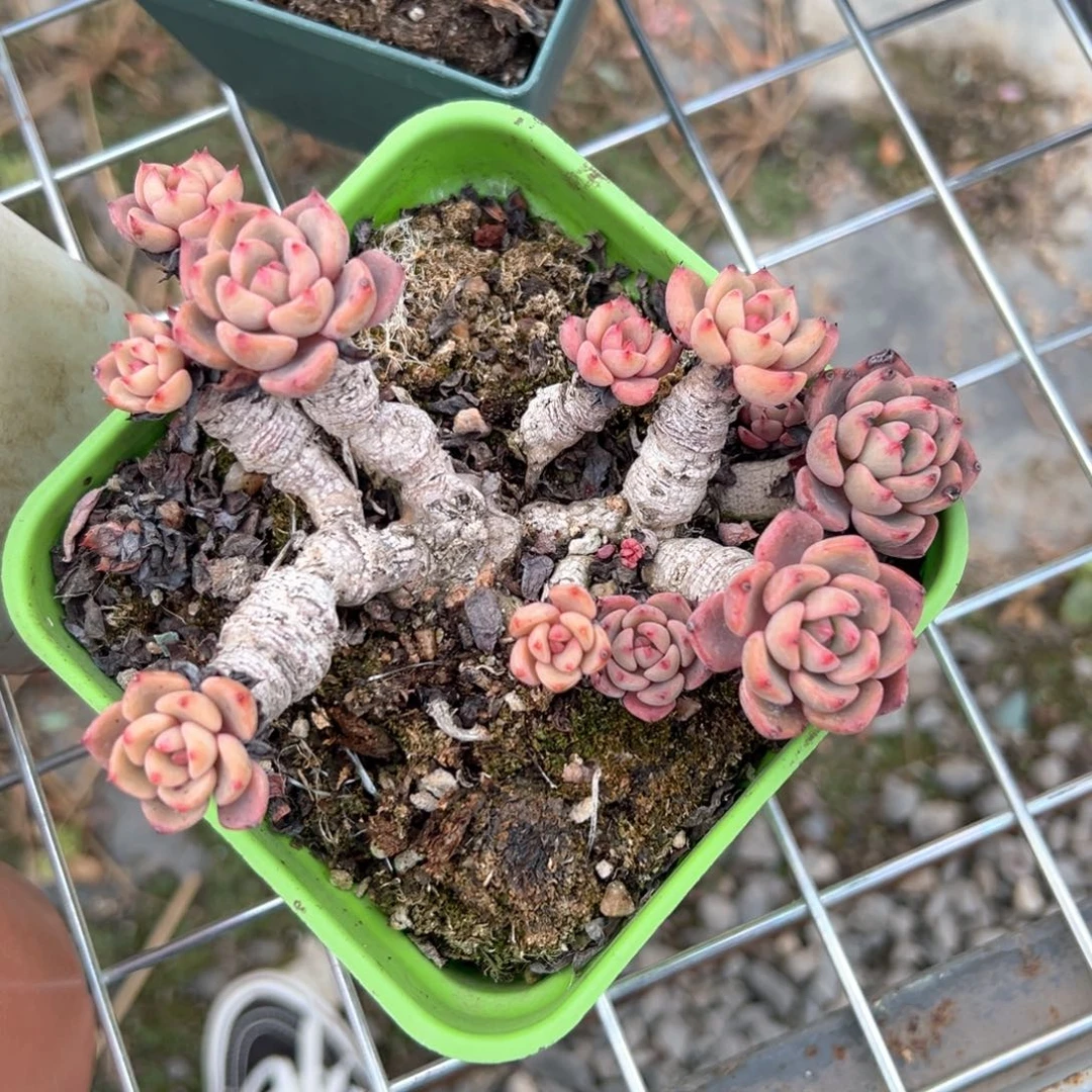 l**a娜娜小勾（满38包邮）多肉