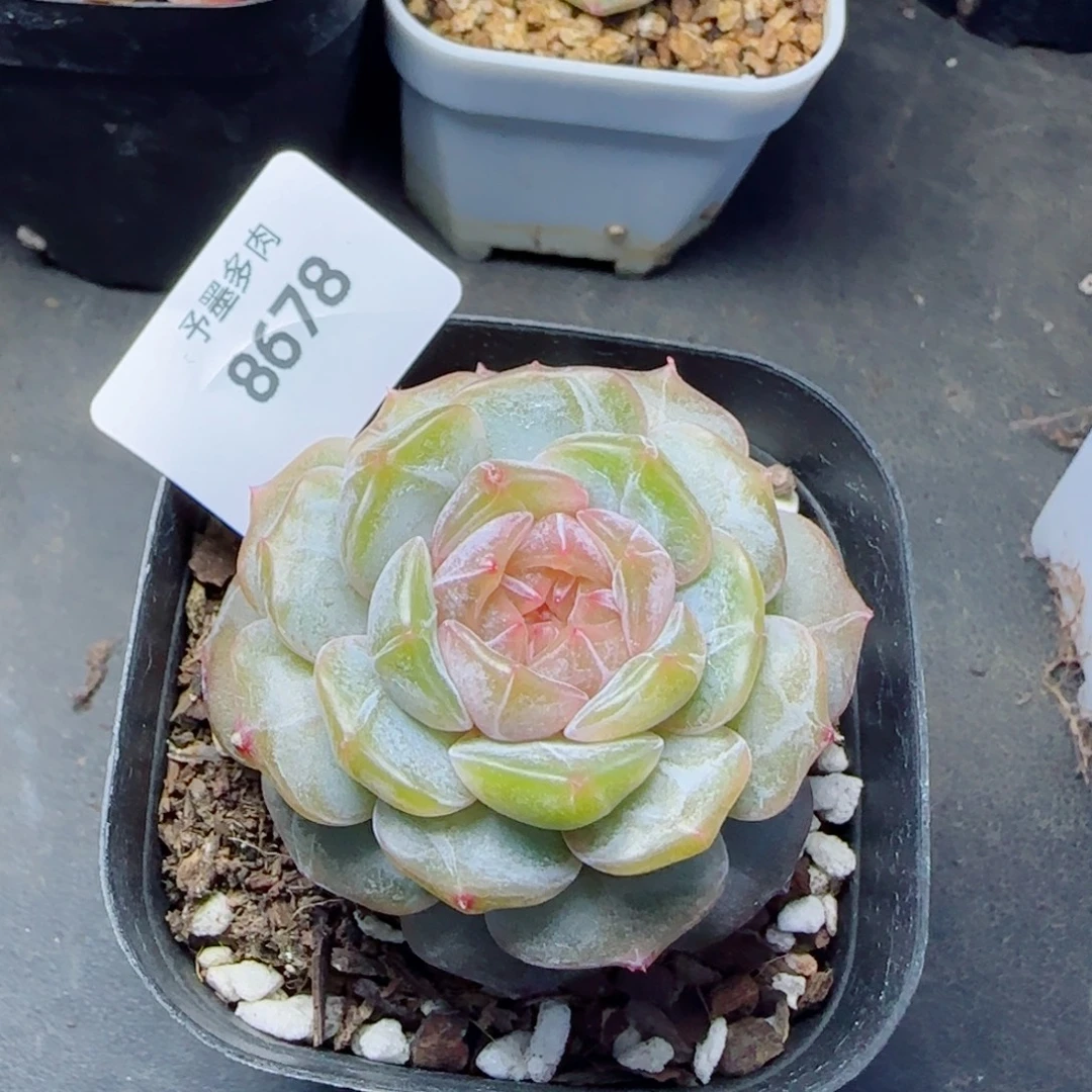 彩恋，8678多肉植物