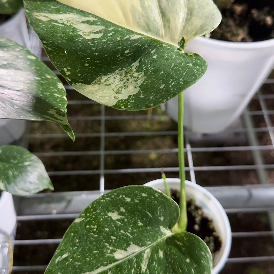 全部花朵铭****艺洒金龟背竹一物一拍