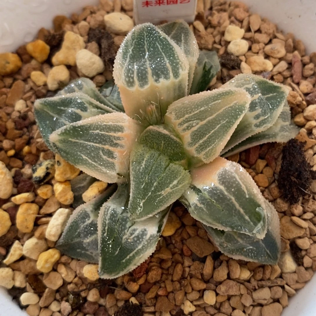 648湖斑磨面寿锦一物一图