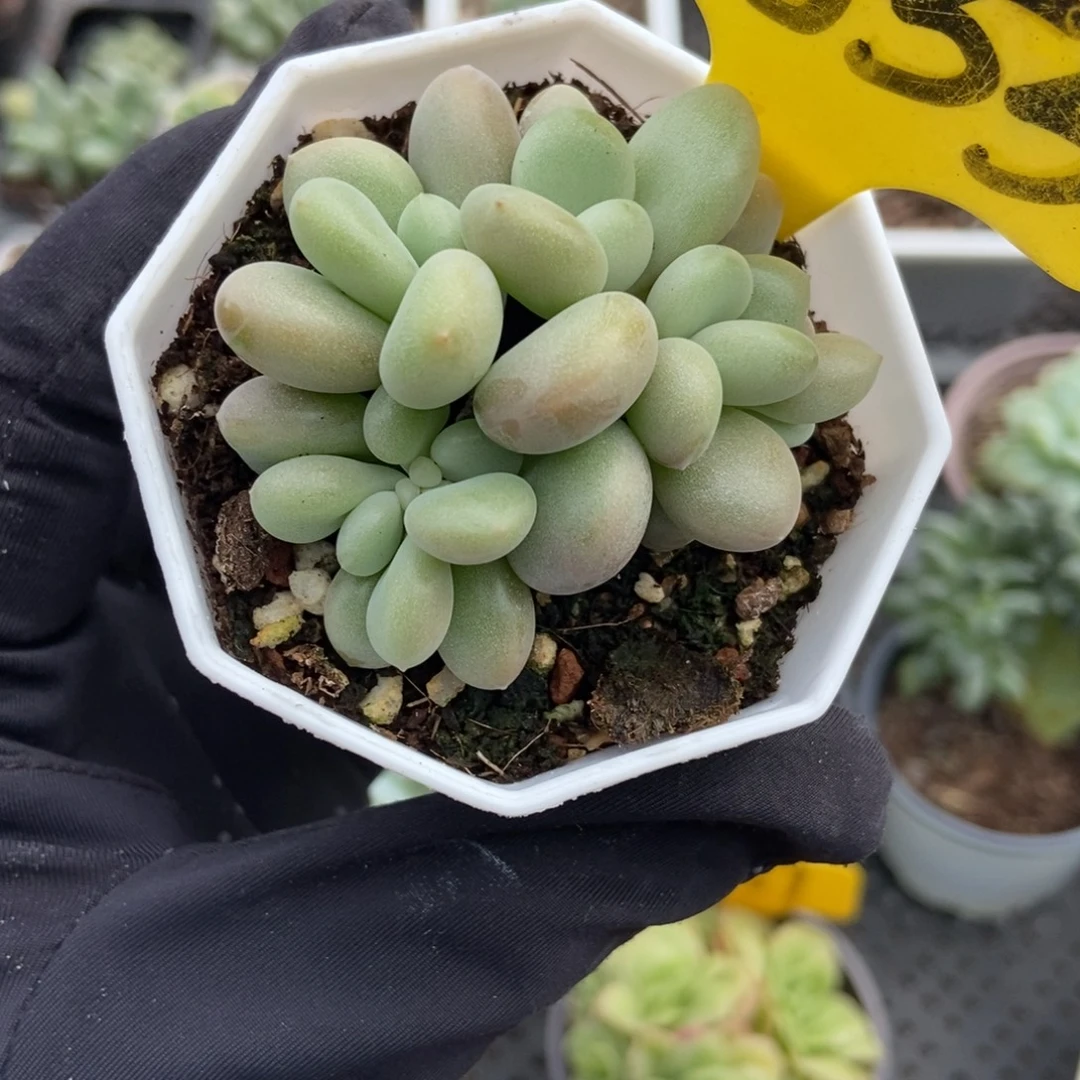 1855原始虞美人多肉植物