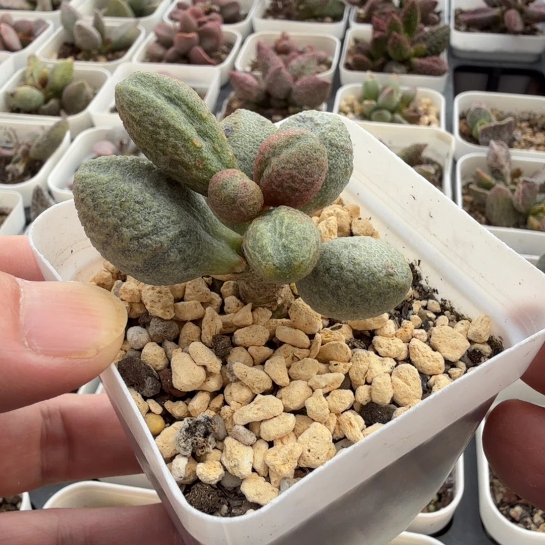 7水泡多肉植物明照