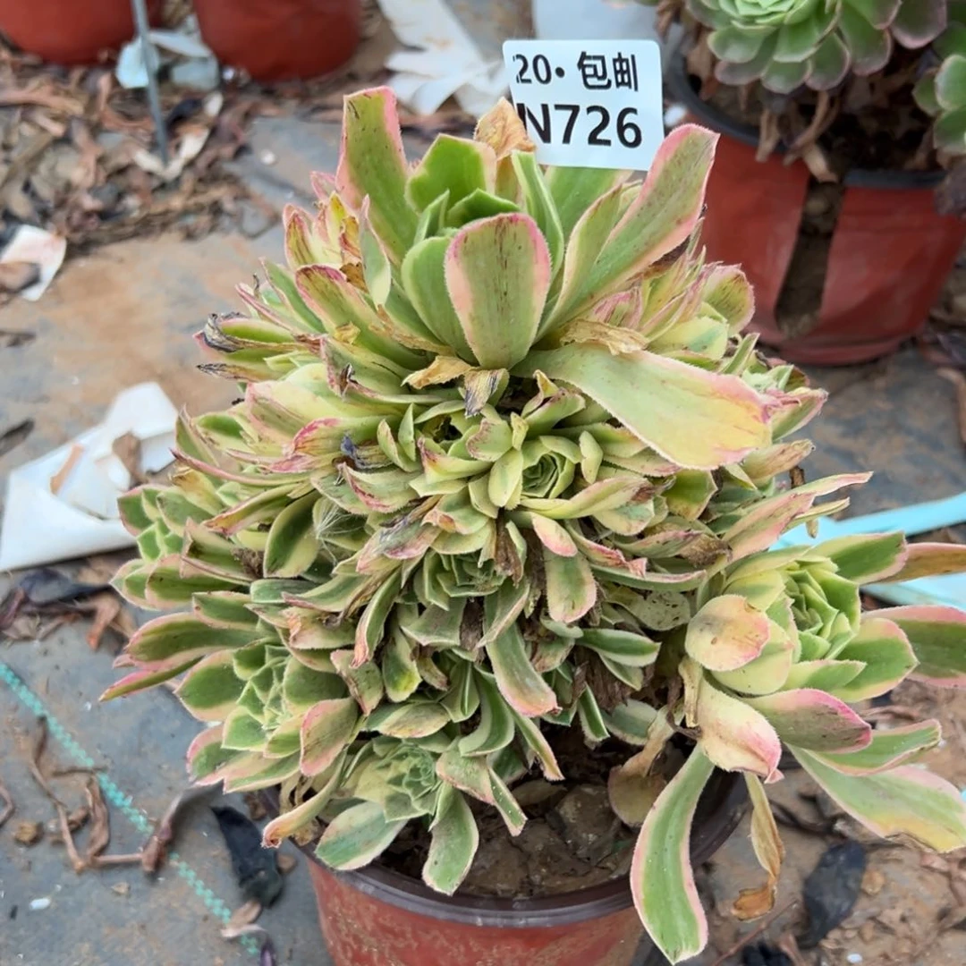 726艳凝，满20包邮