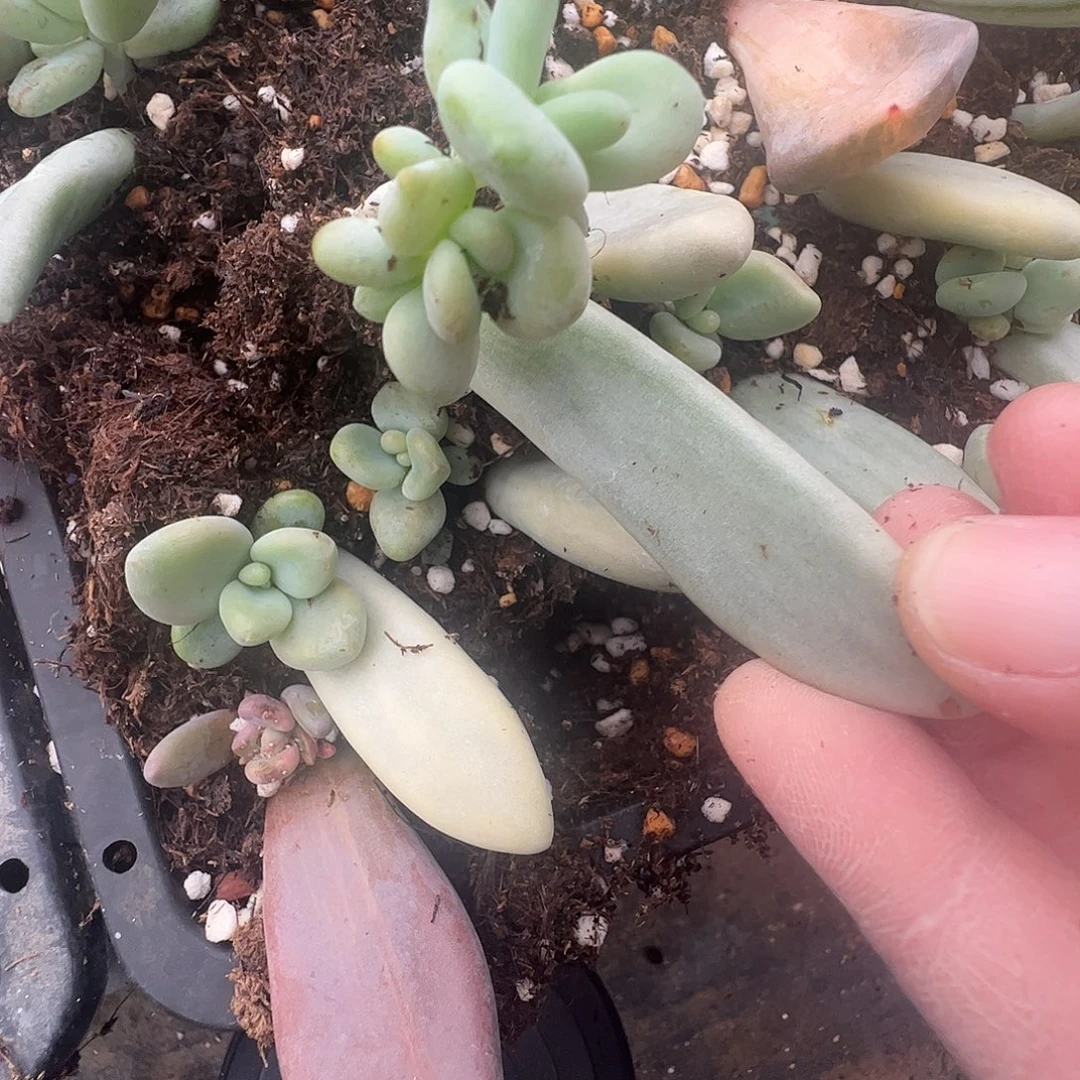 肉***丫多肉植物多肉植物