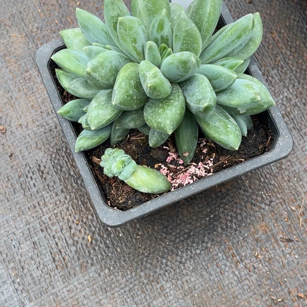 五头重楼朵朵多肉481