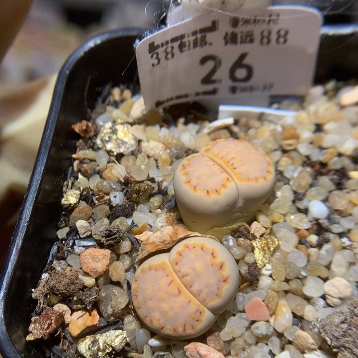 Sss石石花多肉26