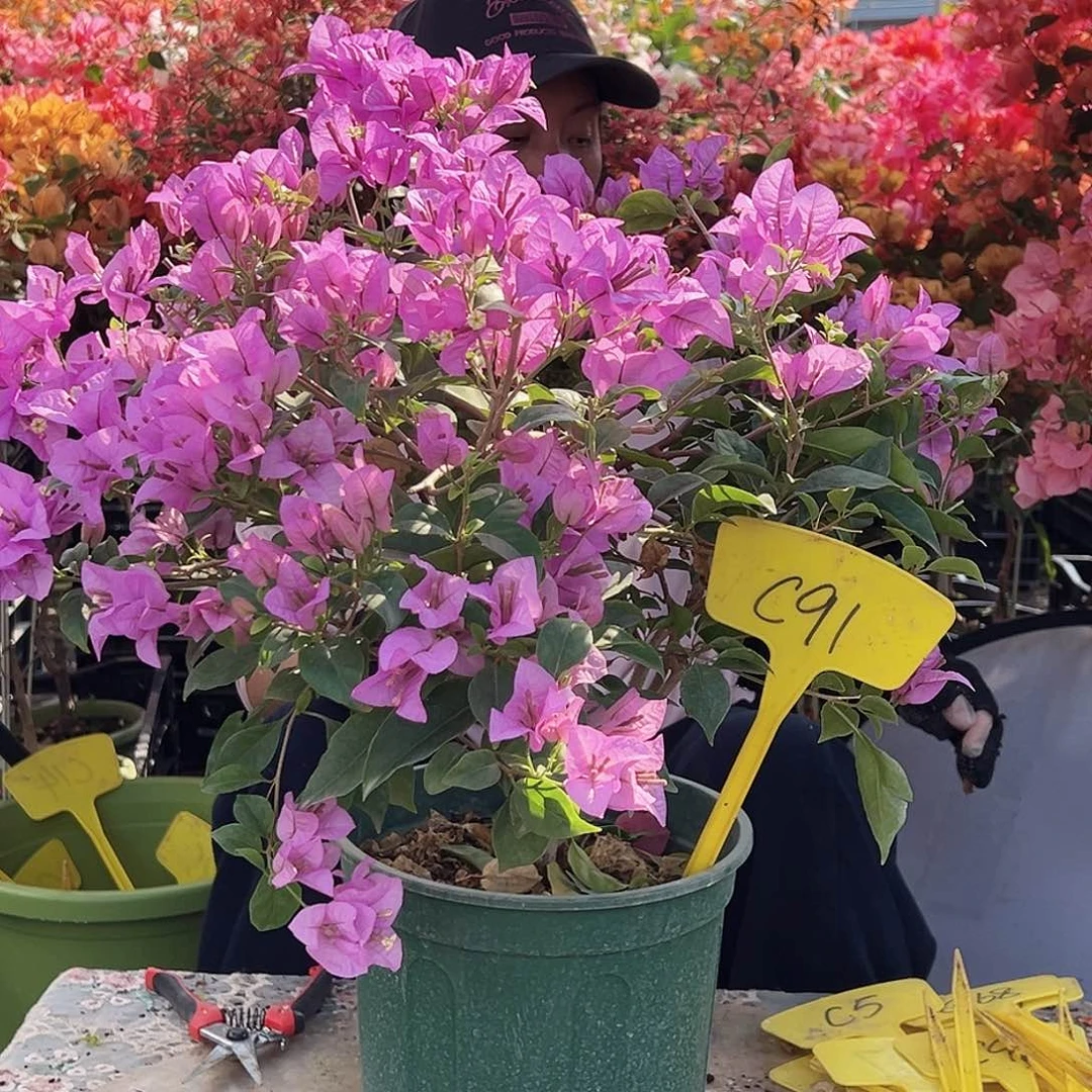 明***。大部分花苞少量开放C91巴西紫