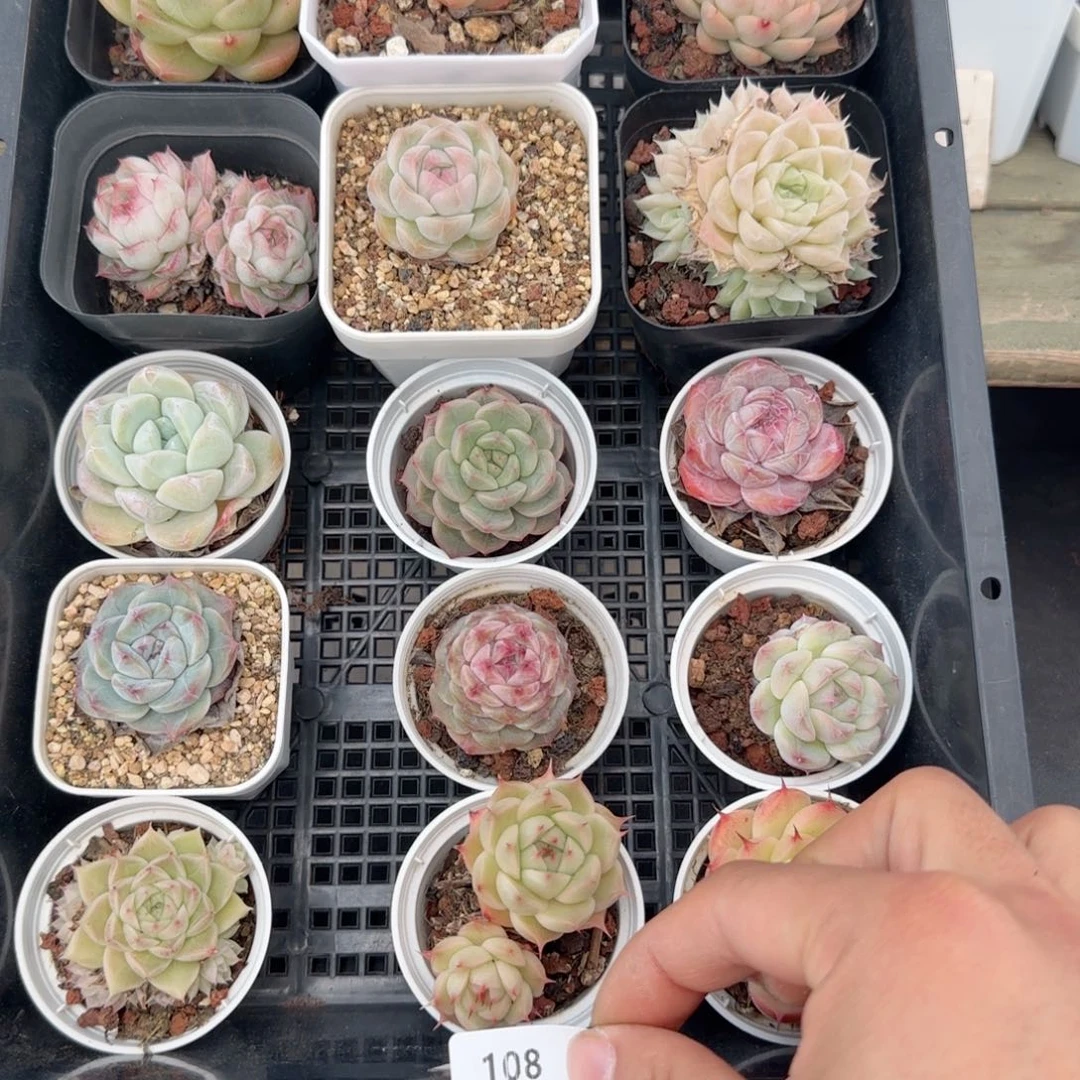 框拍框拍0219-108