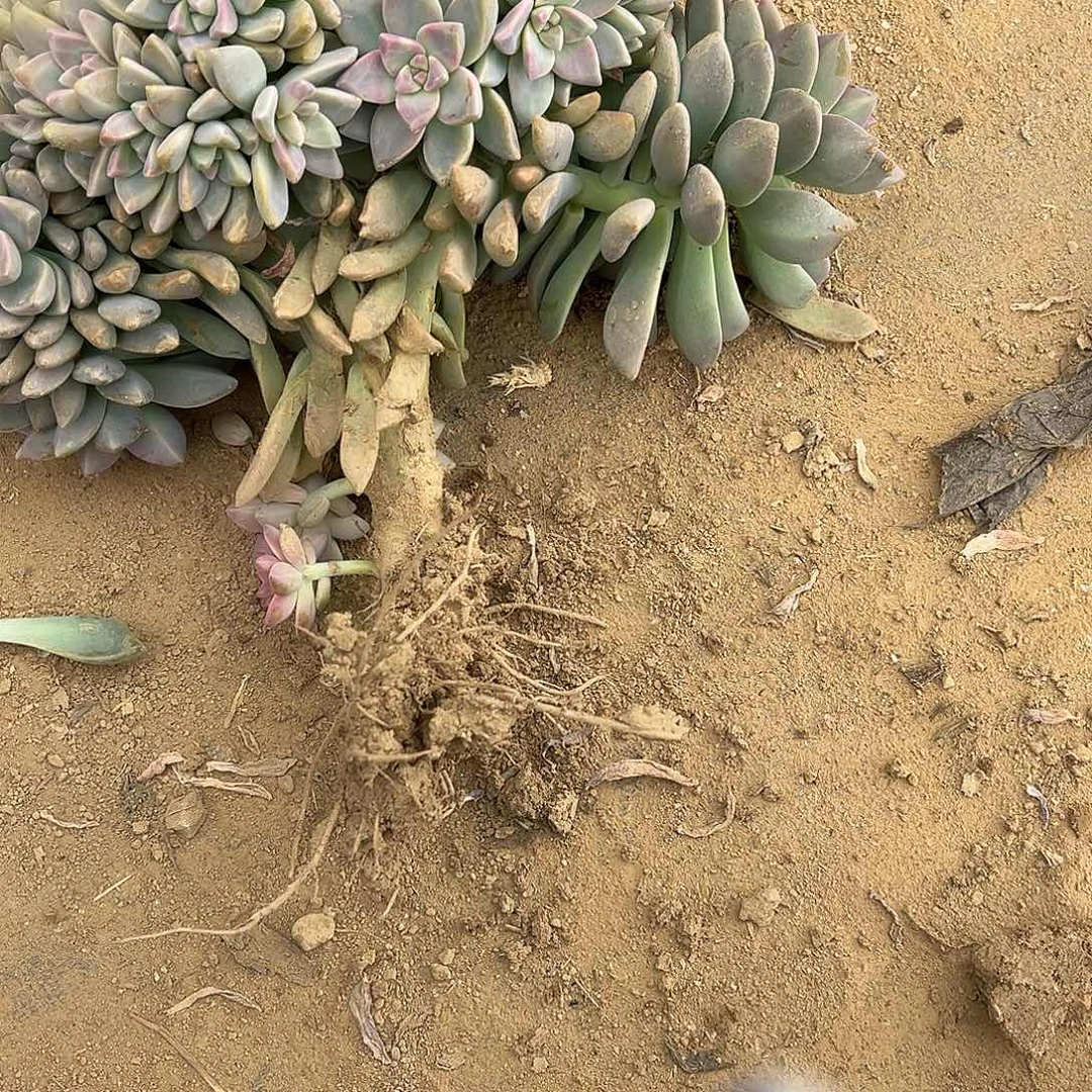 8号淡雪缀化一物一拍