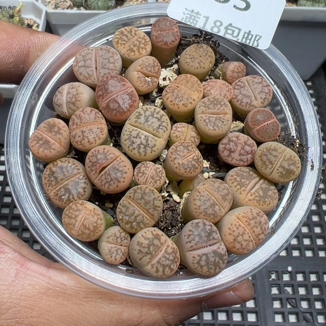 【闪购商品】 755。