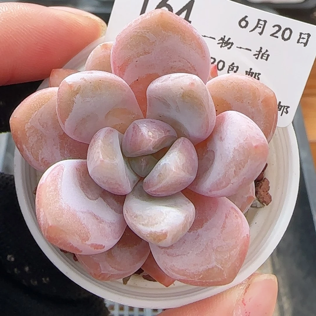 多肉0620-164雪桃雪桃