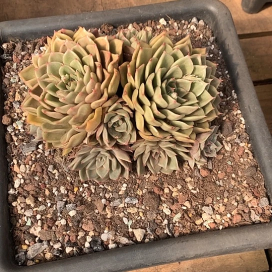 舍*美肉特价活动开始了