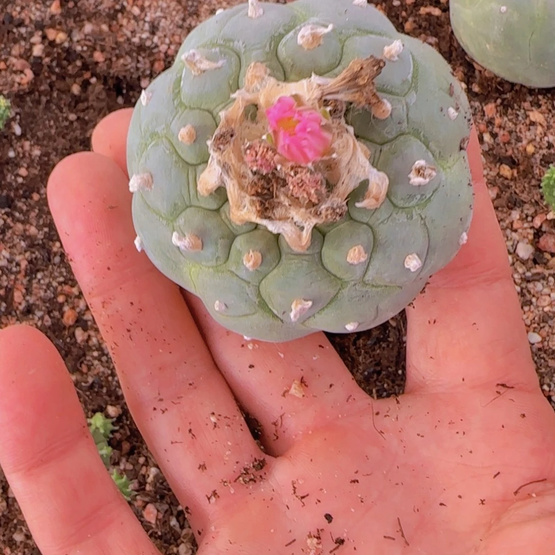 钛***间块根植物块根植物